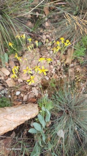 Senecio venosus