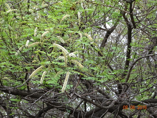 Senegalia catechu