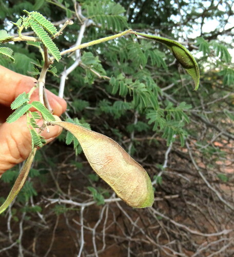 Senegalia fleckii