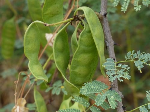 Senegalia senegal