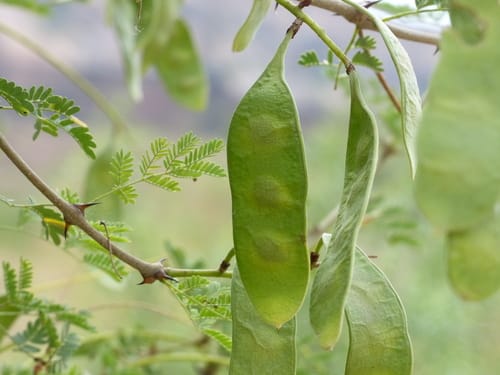 Senegalia senegal