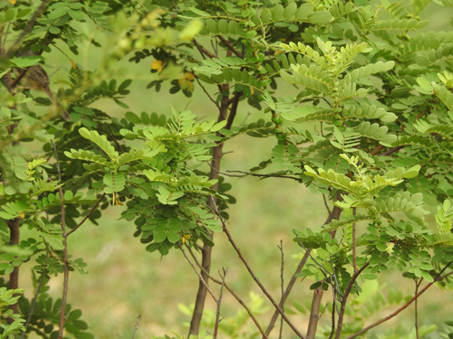 Senna auriculata