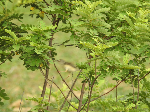 Senna auriculata