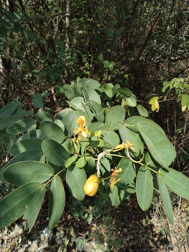 Senna bicapsularis