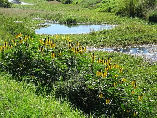 Senna didymobotrya