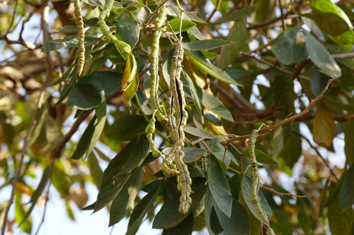 Senna macranthera