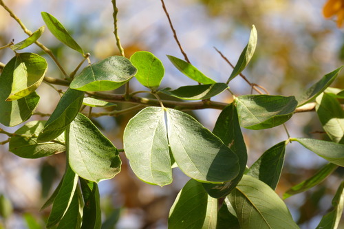 Senna macranthera