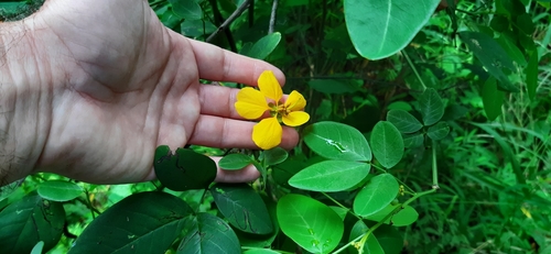 Senna papillosa