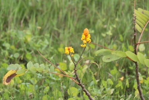 Senna reticulata