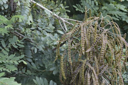 Senna siamea