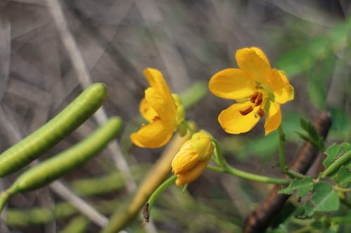 Senna sophera