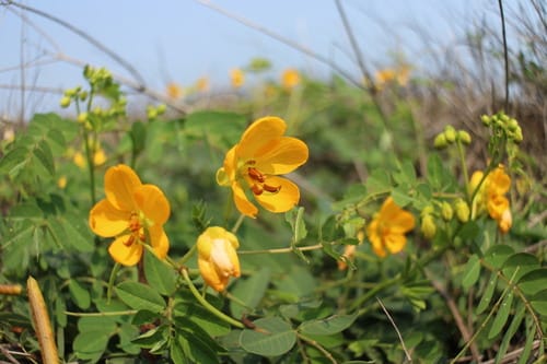 Senna sophera