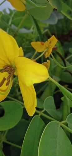 Senna sulfurea