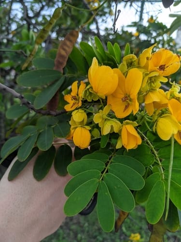 Senna surattensis