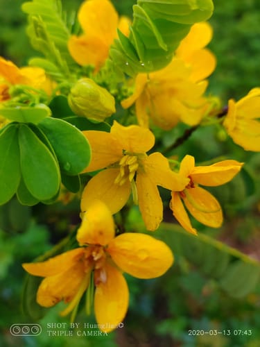 Senna surattensis