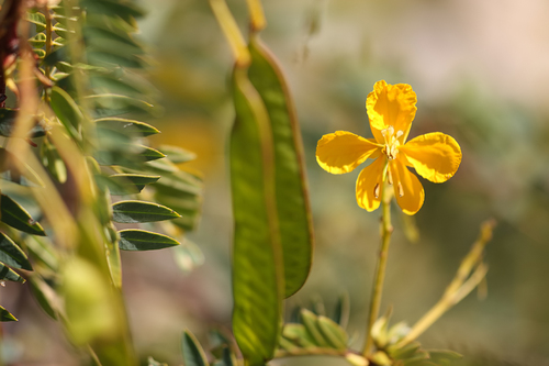 Senna versicolor