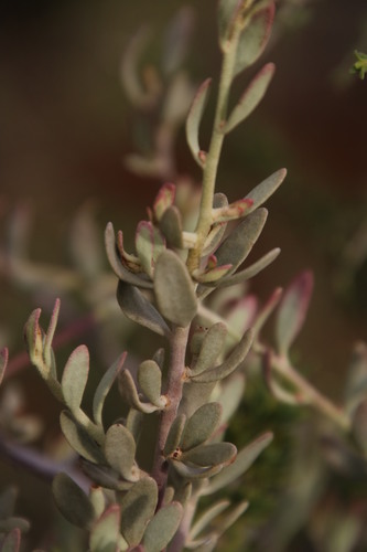 Septulina glauca