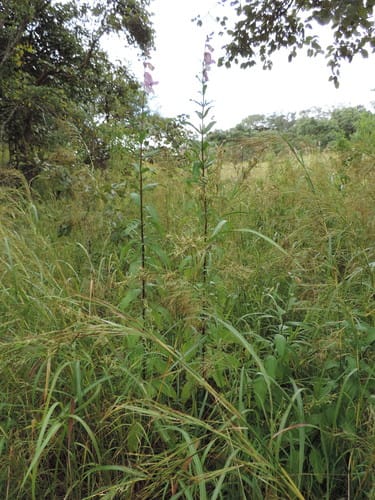 Sesamum angolense