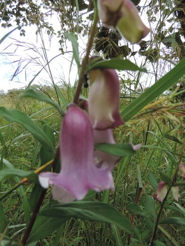 Sesamum angolense