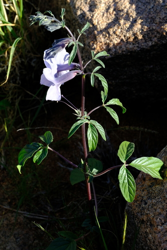 Sesamum capense