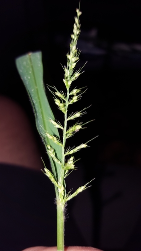 Setaria intermedia
