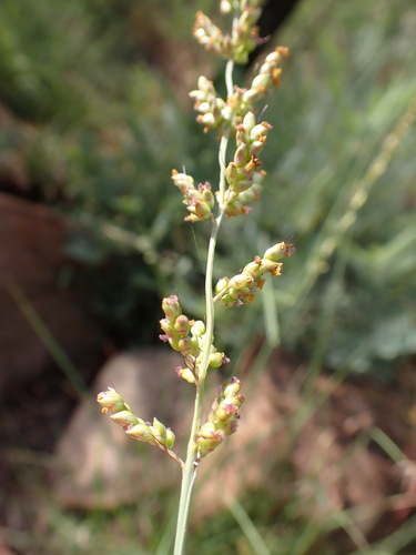 Setaria lindenbergiana