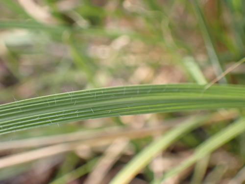 Setaria lindenbergiana