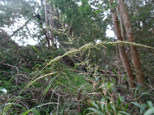 Setaria megaphylla