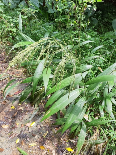 Setaria palmifolia