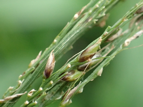Setaria palmifolia