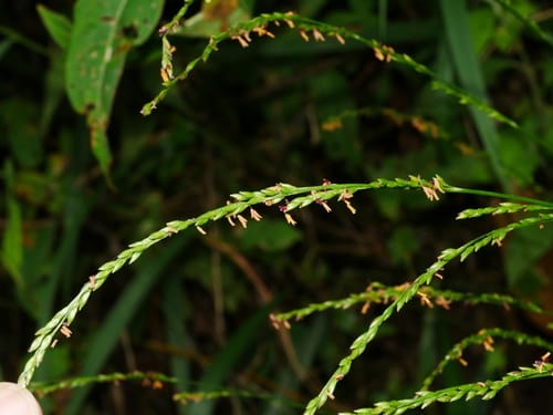 Setaria plicata