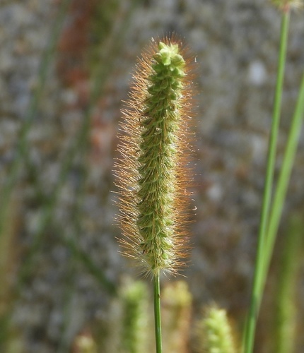 Setaria pumila subsp. pallidefusca