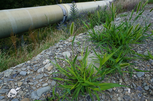 Setaria pycnocoma
