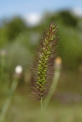 Setaria pycnocoma