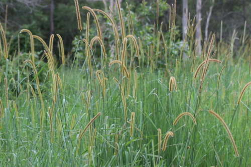 Setaria sphacelata