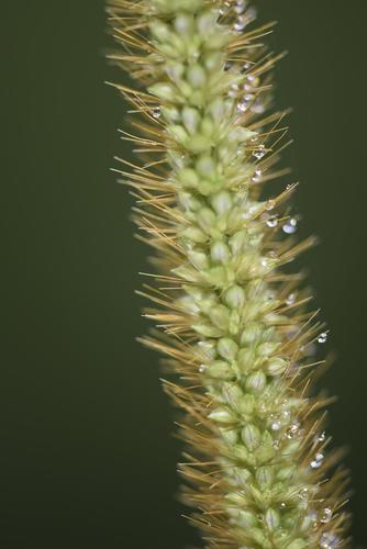 Setaria sphacelata