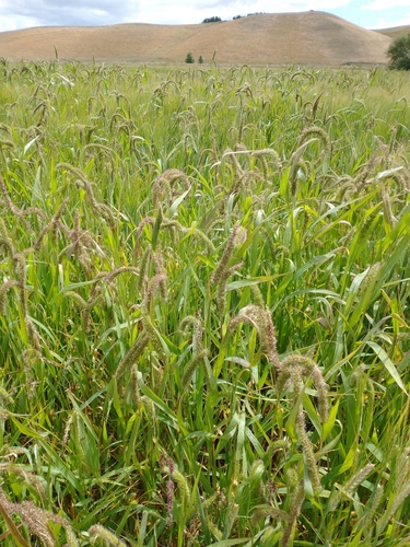 Setaria verticillata