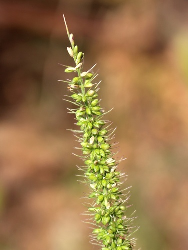 Setaria verticillata