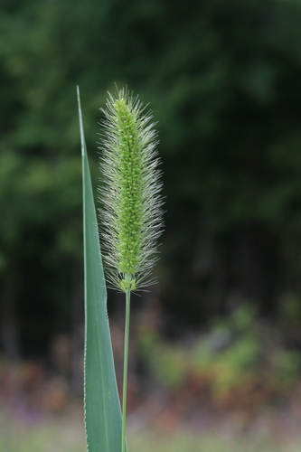 Setaria viridis