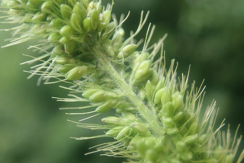 Setaria viridis