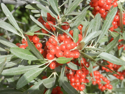 Shepherdia argentea