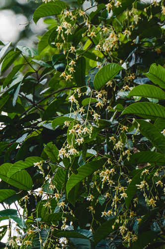 Shorea bracteolata
