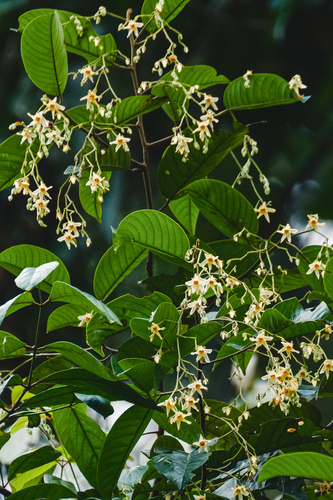 Shorea bracteolata