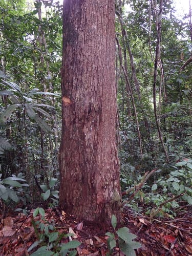 Shorea crassa