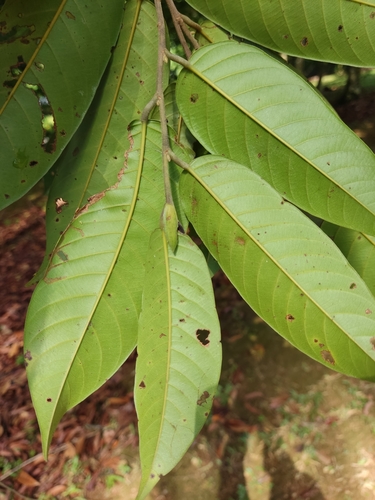 Shorea lepidota
