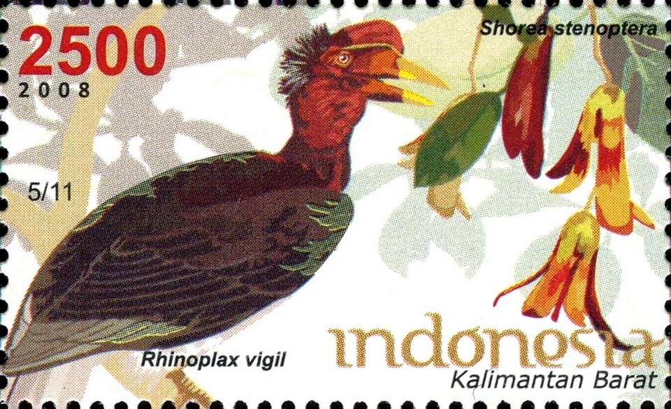 Shorea lepidota
