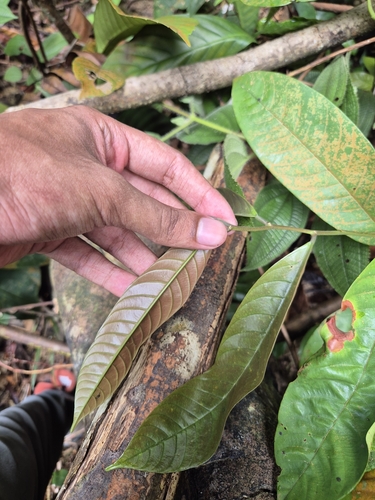 Shorea macroptera