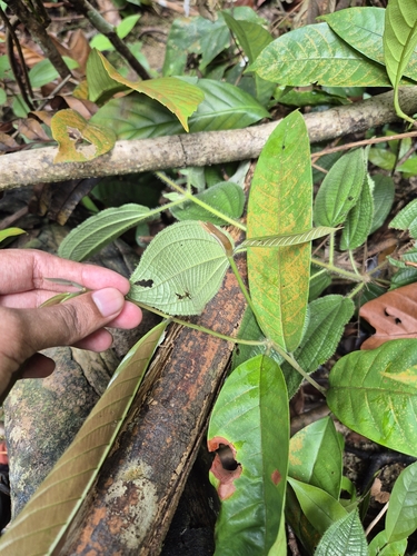 Shorea macroptera