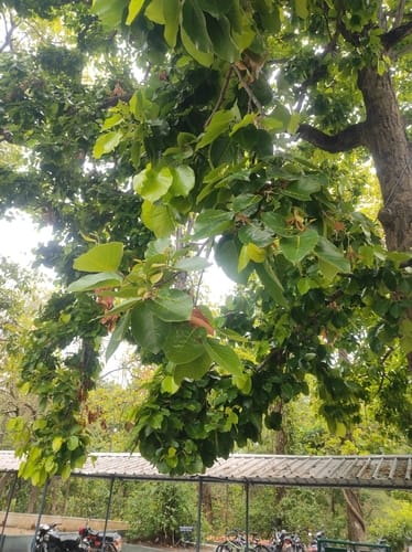 Shorea robusta