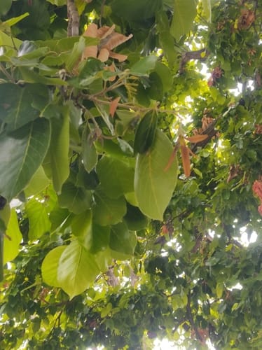 Shorea robusta